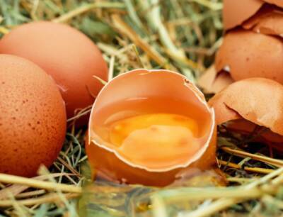 Элиас Готье - Ученые: Яйца на завтрак повышают риск образования тромбов - actualnews.org - шт. Огайо