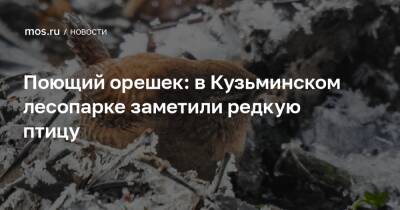 Поющий орешек: в Кузьминском лесопарке заметили редкую птицу - mos.ru - Москва - Экология