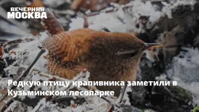 Редкую птицу крапивника заметили в Кузьминском лесопарке - vm.ru - Москва - Москва