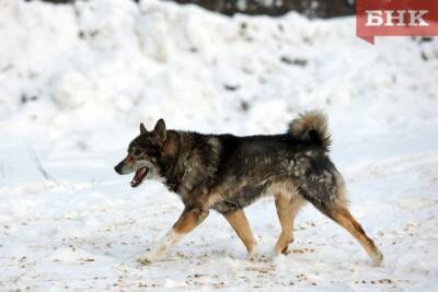 Сыктывкарцы сообщают о массовом отравлении собак - bnkomi.ru - Усинск