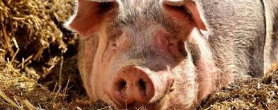 Шотландские генетики занимаются спасением редкого вида вислоухих свиней - runews24.ru - Англия - Шотландия