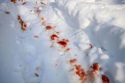 Труп в снегу в Боровичах привел полицию к убийце по кровавому следу - mk.ru - Великий Новгород - Боровичи