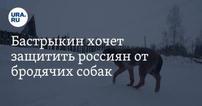 Александр Бастрыкин - Бастрыкин хочет защитить россиян от бродячих собак - ura.news - Россия