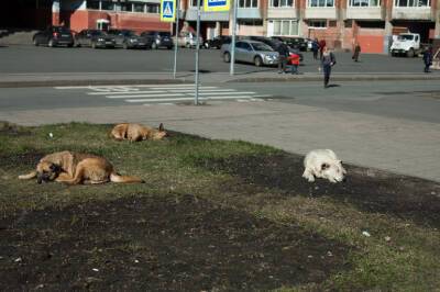 Александр Бастрыкин - СК готовит предложения по изменению законодательства после того, как в Забайкалье стая собак загрызла семилетнюю девочку - neva.today - Россия - Санкт-Петербург - Чита