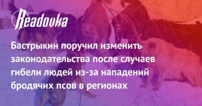 Александр Бастрыкин - Бастрыкин поручил изменить законодательства после случаев гибели людей из-за нападений бродячих псов в регионах - readovka.news - Россия - респ. Саха - Якутск - Забайкальский край - Тольятти