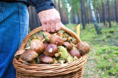 Где в Украине будут штрафовать за сбор грибов и ягод - inform-ua.info - Украина