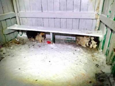 В Колву повадился поставщик бездомных животных и на этот раз подбросил пятерых щенков - komiinform.ru - Усинск