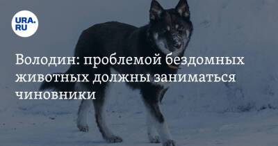 Вячеслав Володин - Володин: проблемой бездомных животных должны заниматься чиновники - ura.news - Россия