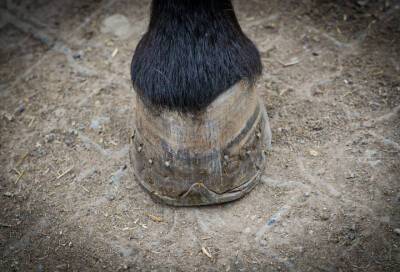 Лошадь ударила копытом по голове ребенка в Шуваловском парке - online47.ru - Санкт-Петербург - р-н. Приморский - район Северной