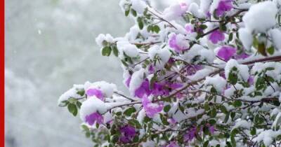 Вместо роз и пионов: 6 красивых рододендронов для сада, которые выдерживают суровые зимы - profile.ru