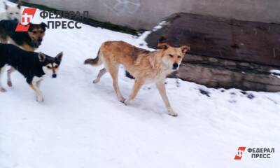 На Камчатке стая собак напала на мальчика - fedpress.ru - Вилючинск
