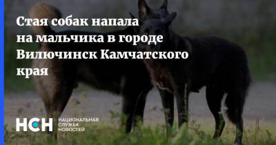 Стая собак напала на мальчика в городе Вилючинск Камчатского края - nsn.fm - Камчатский край - Вилючинск