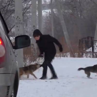 Прокуратура проводит проверку из-за нападений бездомных собак на детей в Шахтерске - radiomayak.ru - Сахалинская обл. - Шахтерск