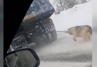 В Туле требуют наказать водителя, который ехал с привязанной к грузовику собакой - 7info.ru - Тула - Тула