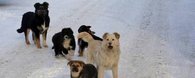 Александр Сапожников - В Чите за прошедшую неделю отловили 53 бродячих собаки - runews24.ru - Чита