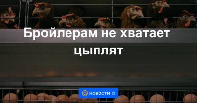 Бройлерам не хватает цыплят - news.mail.ru - Россия - Китай - Германия - Франция - Голландия