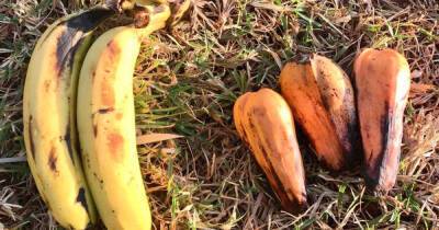 Ложный банан назвали средством спасения человечества от голода - ren.tv - Кения - Эфиопия - Уганда - Руанда