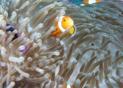 У берегов Таити обнаружили гигантский коралловый риф. ВИДЕО - enovosty.com - Французская Полинезия