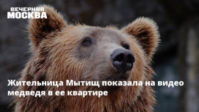 Жительница Мытищ показала на видео медведя в ее квартире - vm.ru - Московская обл.