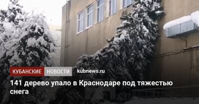 Андрей Алексеенко - 141 дерево упало в Краснодаре под тяжестью снега - kubnews.ru - Краснодарский край - Краснодар - Краснодар