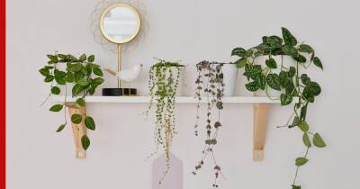 Как оживить интерьер: 6 эффектных подвесных растений для дома - profile.ru
