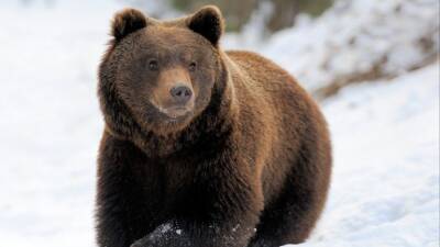 Блогер - Блогер из Мытищ привела медведя в квартиру и расплакалась из-за блокировки видео - 5-tv.ru