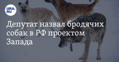 Владимир Жириновский - Александр Михайлов - Депутат назвал бродячих собак в РФ проектом Запада - ura.news - Россия - Забайкальский край - Чита - район Читинский