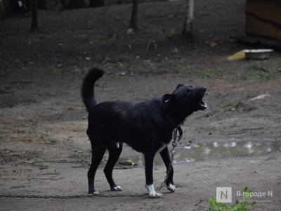 Нижегородский полицейский спас женщину от нападения собаки - vgoroden.ru - Россия - Нижегородская обл. - Нижний Новгород - Нижний Новгород