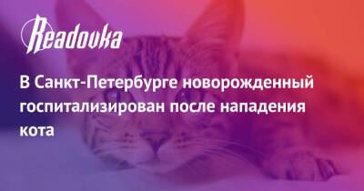 В Санкт-Петербурге новорожденный госпитализирован после нападения кота - readovka.news - Санкт-Петербург