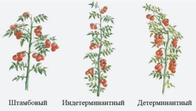 Низкорослые томаты для открытого грунта без пасынкования, признанные самыми лучшими и урожайными - pravda-tv.ru - Россия