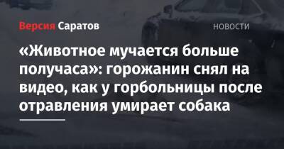 Вячеслав Володин - Роман Бусаргин - «Животное мучается больше получаса»: горожанин снял на видео, как у горбольницы после отравления умирает собака - nversia.ru - Саратовская обл. - Саратов - район Фрунзенский, Саратов