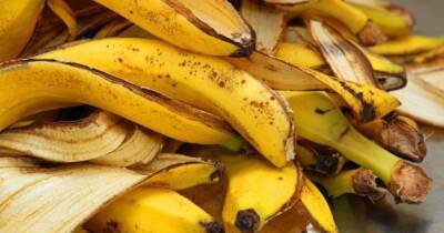 Из килограмма бананов 100 литров топлива: ученые нашли новое применение банановой кожуре - focus.ua - Украина - Швейцария