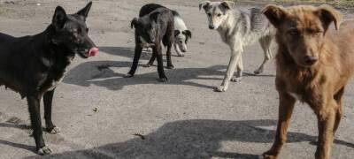 Массовый отлов собак начался в районе Карелии - stolicaonego.ru - Россия - район Беломорский - республика Карелия