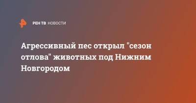 Агрессивный пес открыл "сезон отлова" животных под Нижним Новгородом - ren.tv - Нижегородская обл. - Нижний Новгород