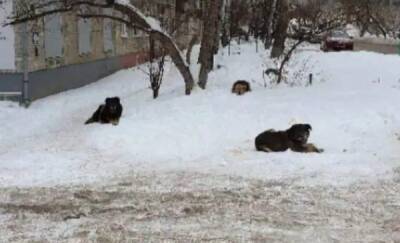 В Тюмени следователи организовали проверку сообщений о собаках, которые могут быть опасны для детей - news.megatyumen.ru - Россия - Тюмень - Тюменская обл.