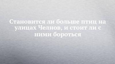 Становится ли больше птиц на улицах Челнов, и стоит ли с ними бороться - chelny-izvest.ru - Набережные Челны - Экология