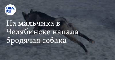 На мальчика в Челябинске напала бродячая собака - ura.news - Челябинская обл. - Челябинск - район Курчатовский, Челябинск