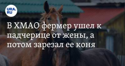 В ХМАО фермер ушел к падчерице от жены, а потом зарезал ее коня - ura.news - Россия - Югра - район Белоярский