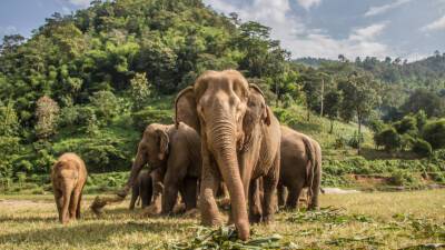 В Уганде слон насмерть затоптал туриста - mir24.tv - Саудовская Аравия - India - Уганда - Шри Ланка