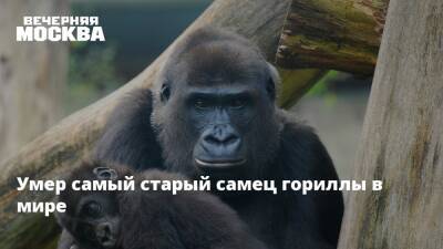 Умер самый старый самец гориллы в мире - vm.ru - Москва - Америка