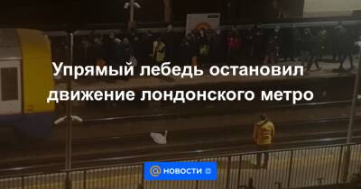 Анна Лысенко - Упрямый лебедь остановил движение лондонского метро - news.mail.ru - Лондон