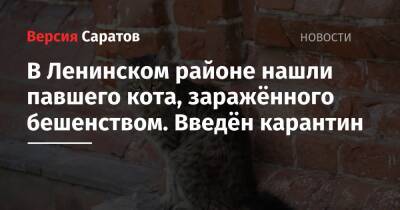 Валерий Радаев - В Ленинском районе нашли павшего кота, заражённого бешенством. Введён карантин - nversia.ru - Саратовская обл. - Саратов - район Ленинский, Саратов