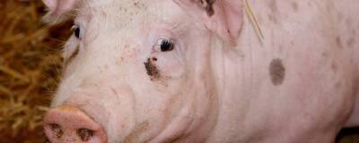 Радий Хабиров - Из из-за вспышки АЧС поголовье свиней будет уничтожено в трех поселках Башкирии - runews24.ru - Башкирия - район Стерлитамакский