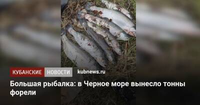 Большая рыбалка: в Черное море вынесло тонны форели - kubnews.ru - Сочи - Краснодарский край - Сочи - Геленджик - Адлер
