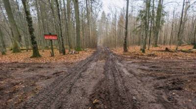 WWF: строительство Польшей забора на границе станет катастрофой для Беловежской пущи - grodnonews.by - Белоруссия - Польша