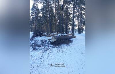 Администрация Дзержинска объяснила вырубку деревьев в парке «Утиное озеро» - vgoroden.ru - Дзержинск - Благоустройство - Дзержинск