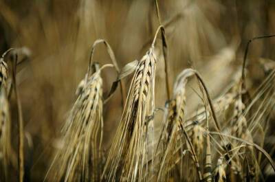Минсельхоз: средства от экспортной пошлины на зерно направили на поддержку аграриев - pnp.ru - Россия