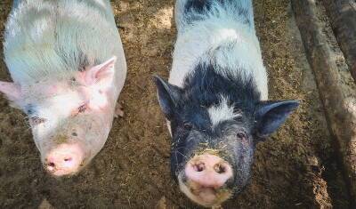 Радий Хабиров - В Башкирии предложили запретить свиней в личных хозяйствах из-за африканской чумы - mkset.ru - Башкирия - Стерлитамак - район Стерлитамакский