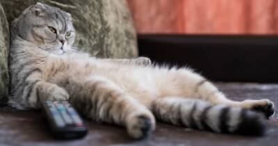 Котики не могут, у них лапки. Сытая и беззаботная жизнь домашних кошек уменьшила их мозг - focus.ua - Украина