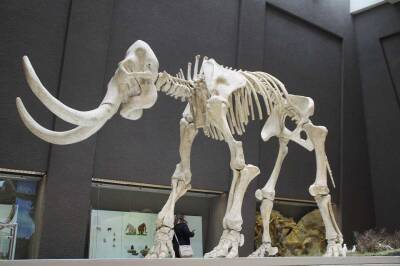 Валерий Селезнев - Палеонтологи из Ставропольского края обнаружили зубы Южного слона возрастом 1 млн лет - actualnews.org - Ставрополье